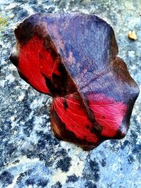 Close-up of red rose