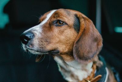 Close-up of dog looking away