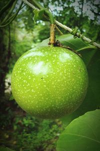 Close-up of green leaves