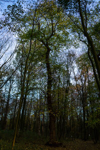 Low angle view of trees in forest