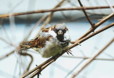 Close-up of bird perching on branch