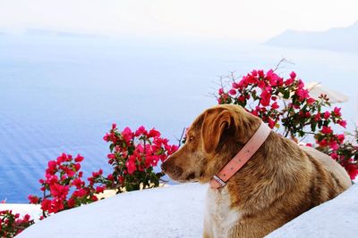 Dog looking at flower against sea