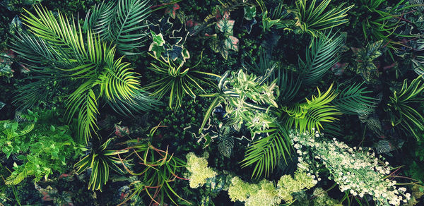 High angle view of pine tree