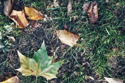 High angle view of dry leaf on field