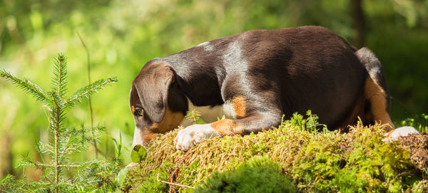 Close-up of dog on grass