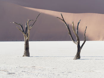 Bare tree in desert