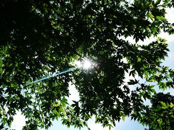 Low angle view of tree against bright sun