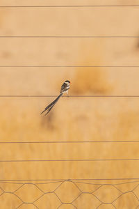 Low angle view of bird flying against sky