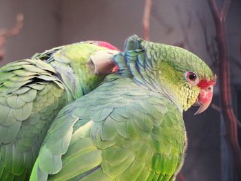 Close-up of parrot perching