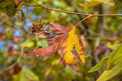 Close-up of autumnal leaves