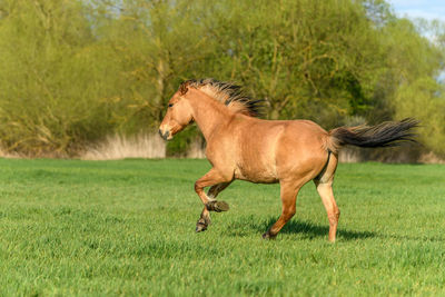 Side view of horse running on grassy field