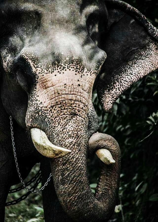 one animal, elephant, waist up, animal themes, danger, mammal, animal wildlife, animals in the wild, portrait, animal trunk, threats, reptile, day, outdoors, asian elephant, close-up, tusk, nature, african elephant, indian elephant