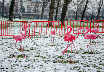 flamingo