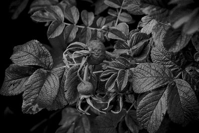 Close-up of wilted plant with red leaves