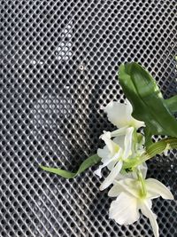 Close-up of white flowering plant