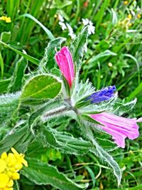 Close-up of flowers blooming in field