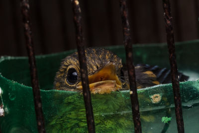 Close-up of bird in cage