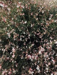 Full frame shot of flowering plants on field