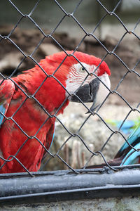 Close-up of a parrot in cage