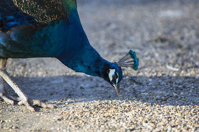 Close-up of bird