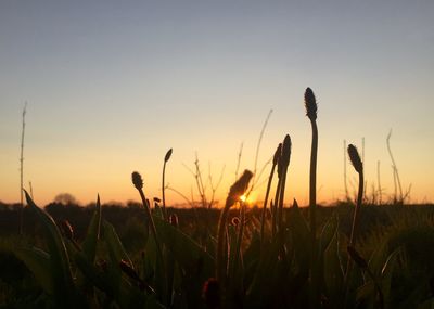 Scenic view of grassy field against sky at sunset