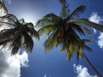 Low angle view of palm trees against sky