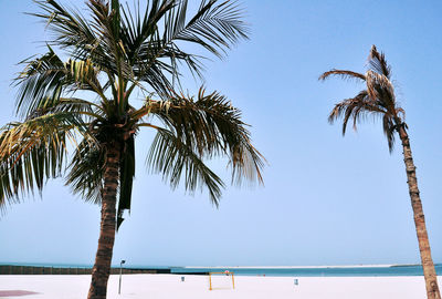 Low angle view of coconut palm trees against clear sky