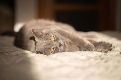 Portrait of lying gray cat with orange eyes close-up. british blue shorthair cat. selective focus