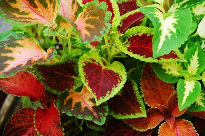 Full frame shot of red leaves