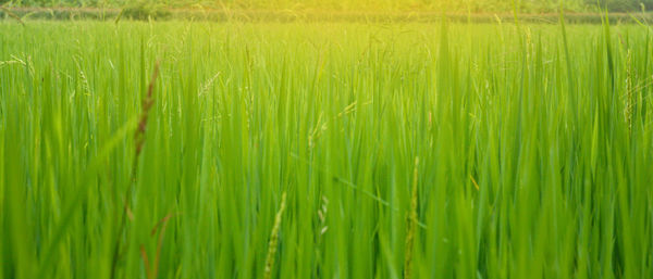 Full frame shot of fresh green field