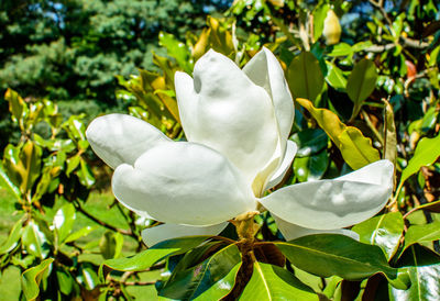 Close-up of white flowering plants