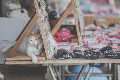 Cats relaxing by various objects for sale at market stall