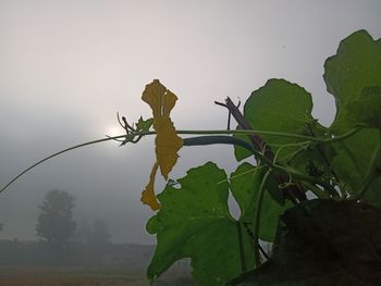 Close-up of insect on leaves against sky