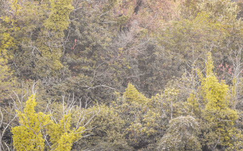 High angle view of pine trees in forest