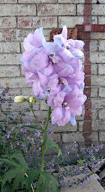 Close-up of pink flowering plant against wall