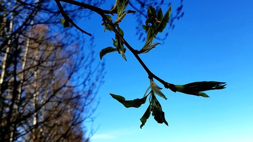 Low angle view of bird flying against blue sky