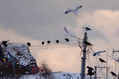 Low angle view of birds flying in sky