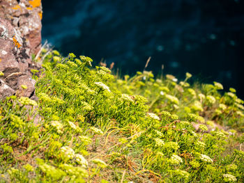 Close-up of moss growing on rock