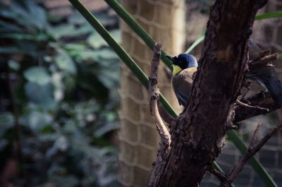 Close-up of bird perching on tree