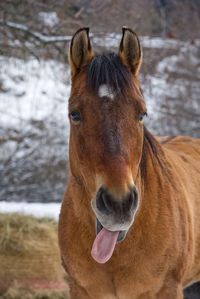 Close-up portrait of horse standing on snow field