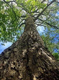 Low angle view of tree trunk against sky