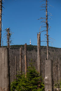 Plants growing by fence against clear blue sky