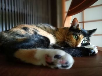 Close-up of cat lying on floor