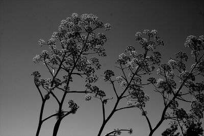 Low angle view of silhouette tree against sky