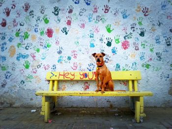 Dog looking at camera