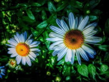 Close-up of daisy flowers