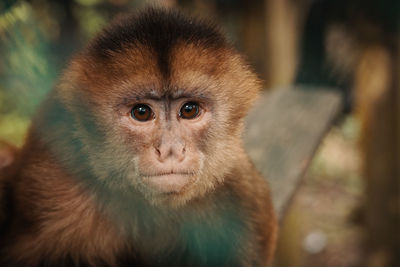 Close-up of portrait of zoo