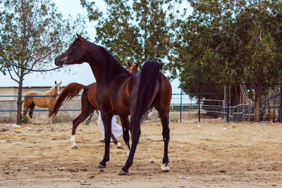 Horse standing in ranch