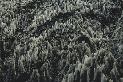 Snow covered field