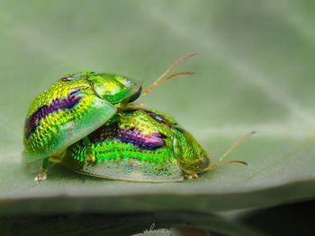 Beetle's season of love